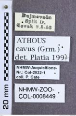 Etikette zu Athous (Orthathous) cavus (Germar, 1817) (NHMW-ZOO-COL-0008449)